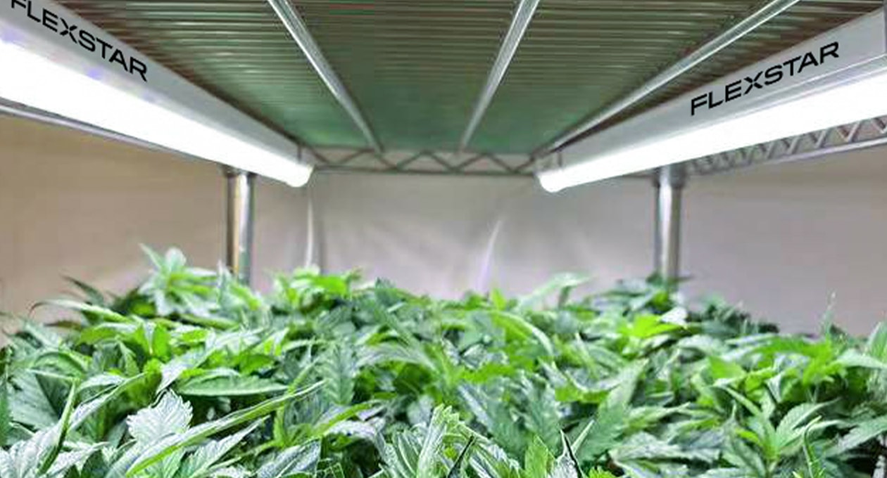 Clone Lights – Growhaus Supply