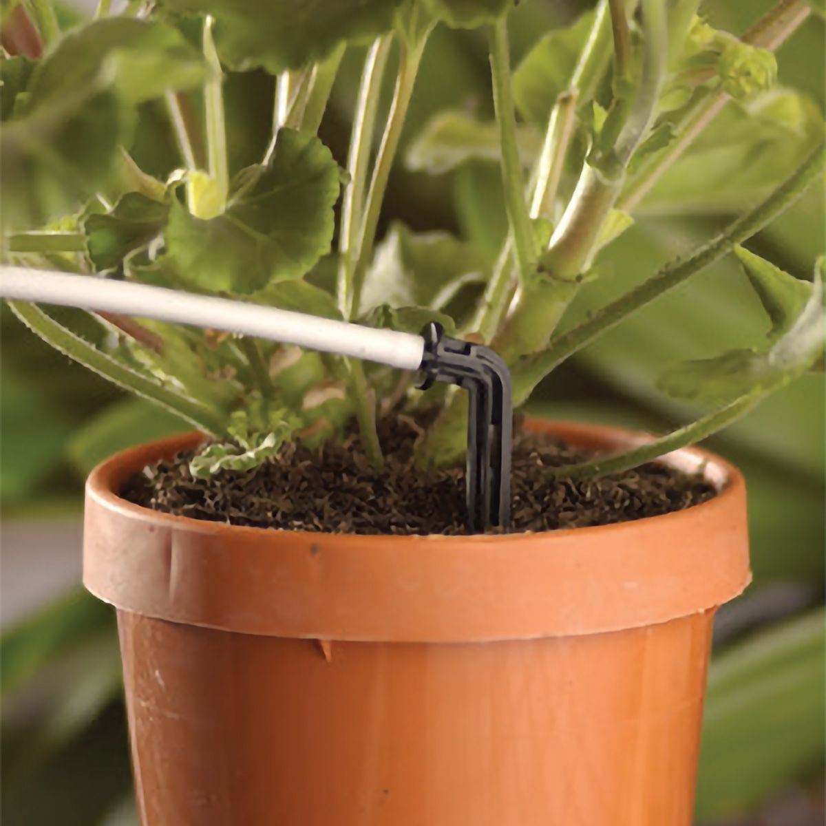 Drip Irrigation