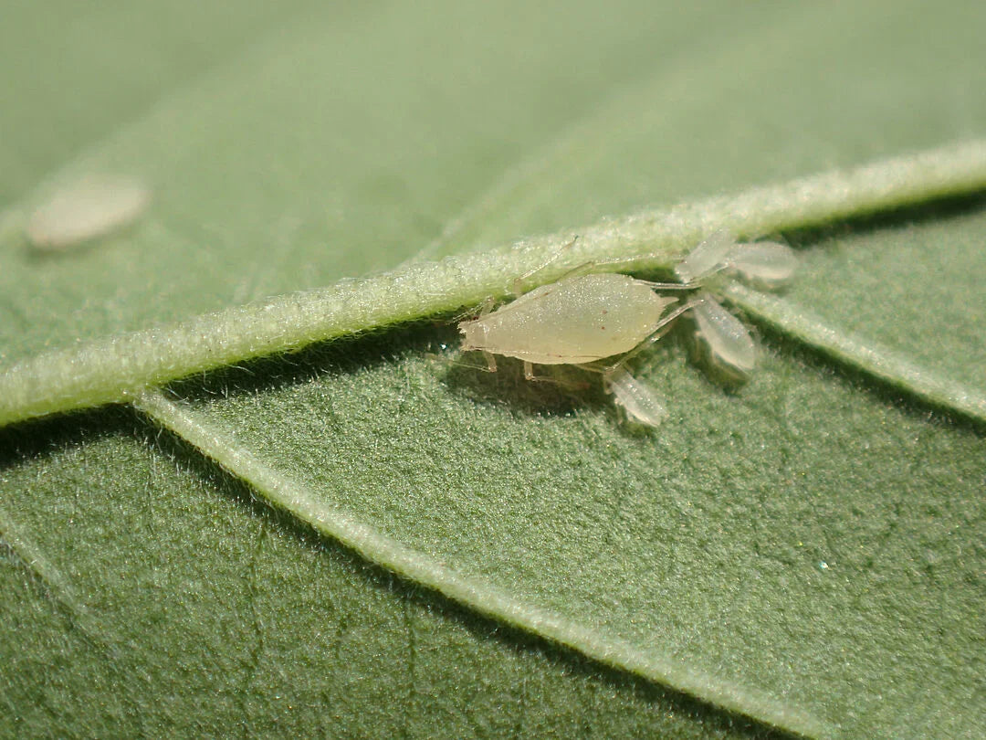 Cannabis Aphids