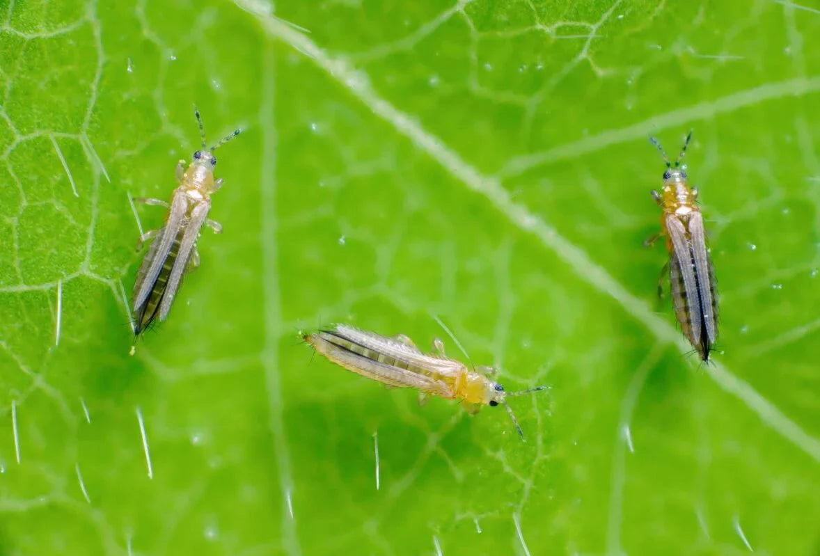 Thrips